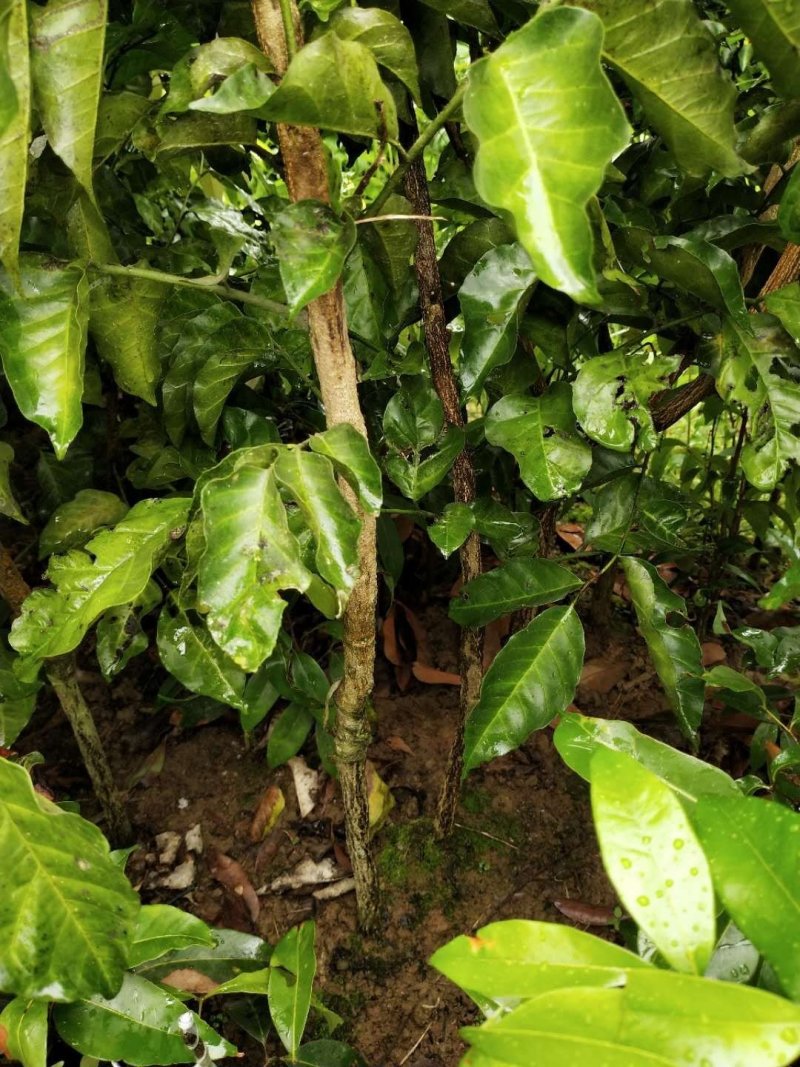 黄皮苗大鸡心嫁接无核黄皮树苗南北方种植盆栽地栽果树苗当年