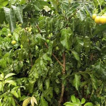 黄皮苗大鸡心嫁接无核黄皮树苗南北方种植盆栽地栽果树苗当年