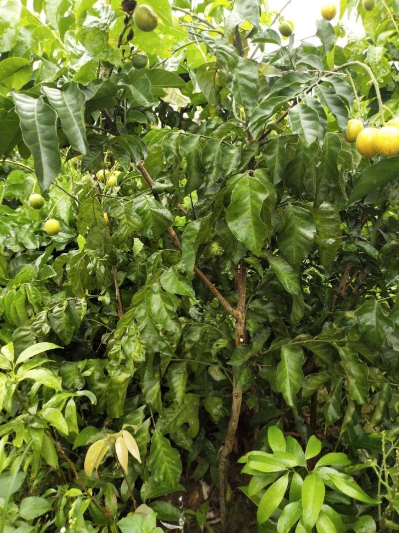 黄皮苗大鸡心嫁接无核黄皮树苗南北方种植盆栽地栽果树苗当年
