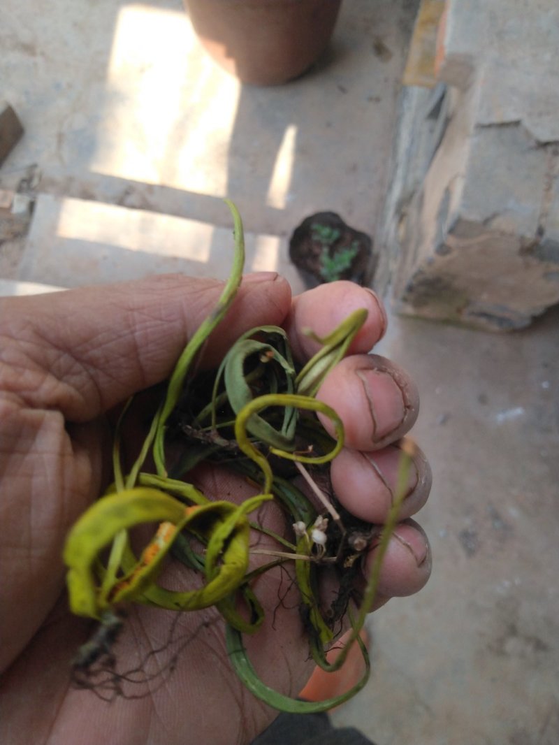【精品】云南中药化石草，猫须草，肾精茶，自然风干