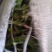 【精品】云南中药化石草，猫须草，肾精茶，自然风干