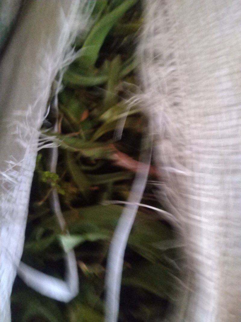 【精品】云南中药化石草，猫须草，肾精茶，自然风干