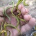 【精品】云南中药化石草，猫须草，肾精茶，自然风干