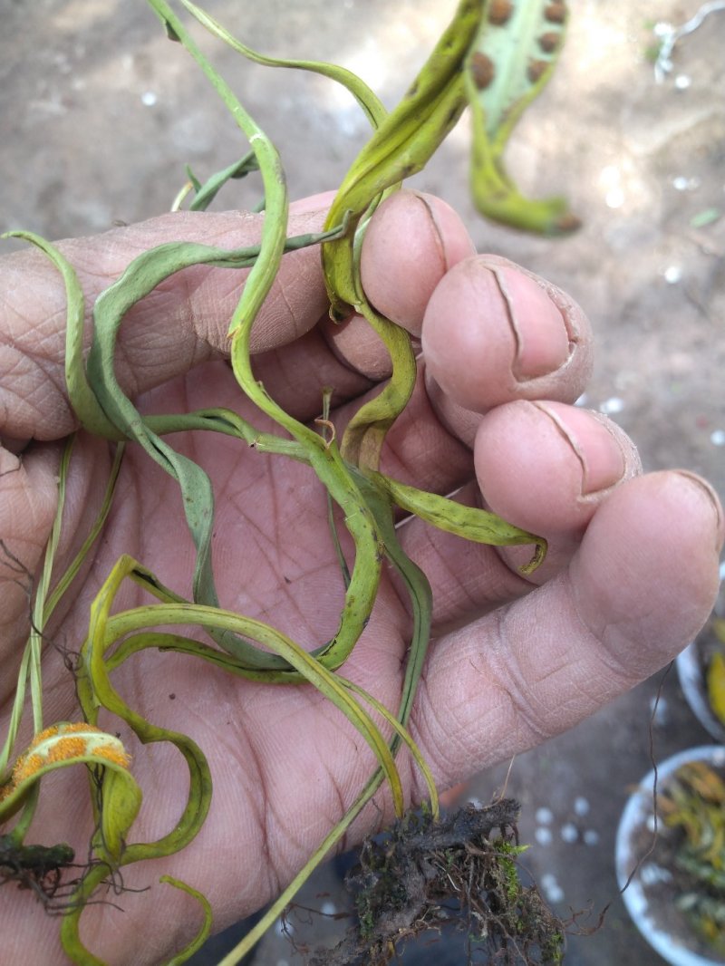 【精品】云南中药化石草，猫须草，肾精茶，自然风干