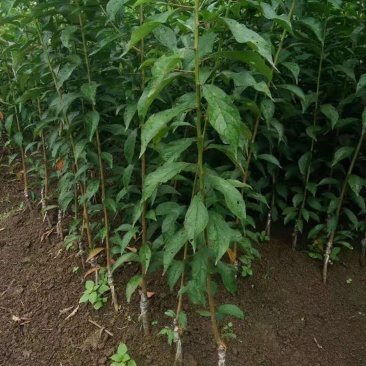 嫁接桃树苗南方北方种植特大水蜜桃庭院盆栽地栽桃子冬桃当