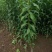 嫁接桃树苗南方北方种植特大水蜜桃庭院盆栽地栽桃子冬桃当
