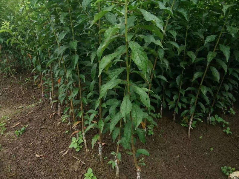 嫁接桃树苗南方北方种植特大水蜜桃庭院盆栽地栽桃子冬桃当