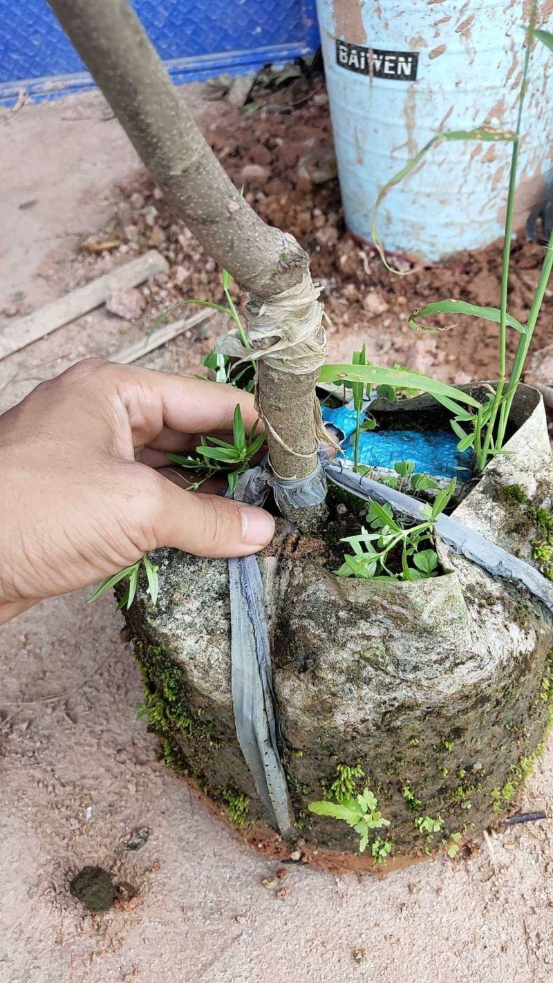 嫁接桃树苗南方北方种植特大水蜜桃庭院盆栽地栽桃子冬桃当