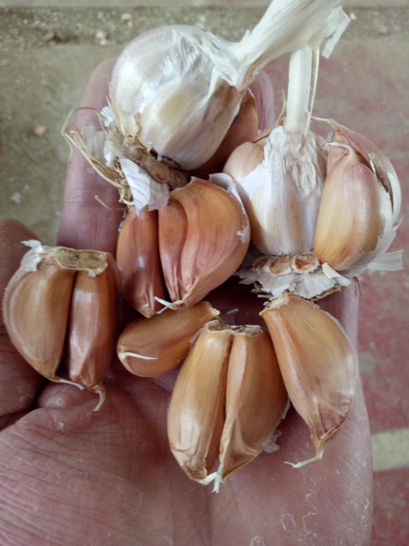 大蒜种子批发厂家，诚招代理！