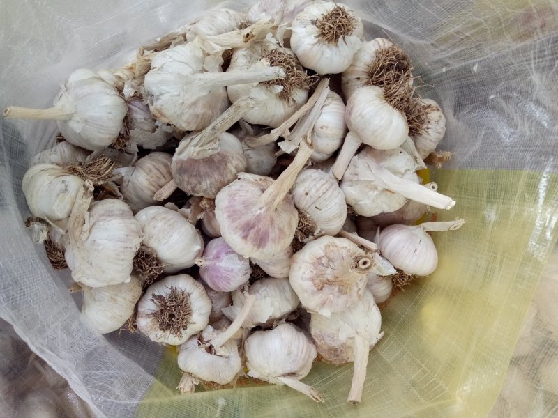 大蒜种子批发厂家，诚招代理！