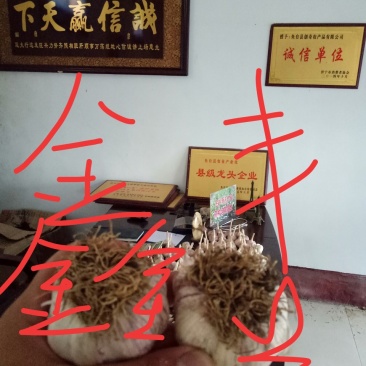 大蒜种子批发厂家，诚招代理！