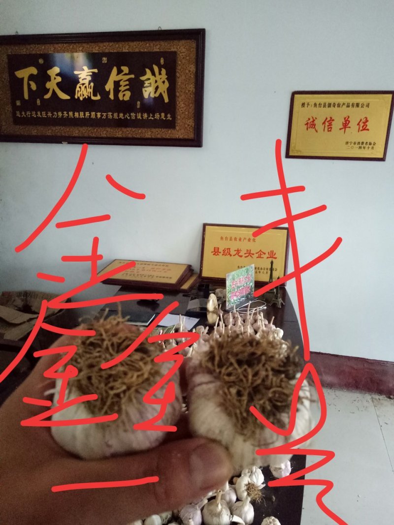 大蒜种子批发厂家，诚招代理！