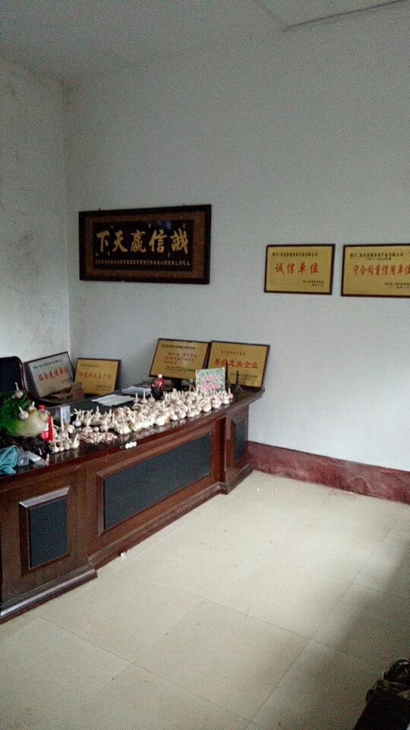 大蒜种子批发厂家，诚招代理！