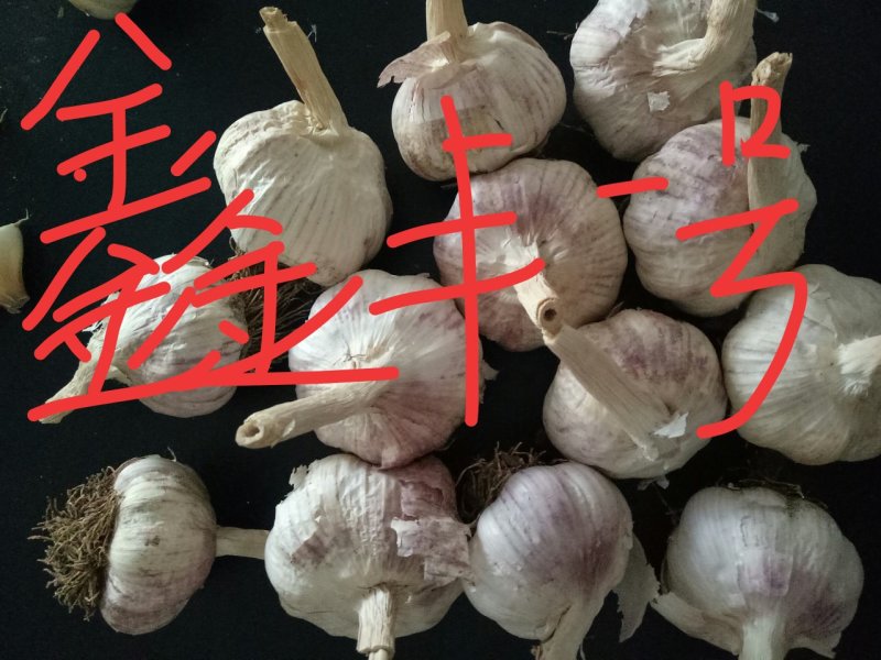 大蒜种子批发厂家，诚招代理！