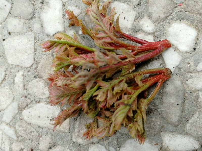 纯野生树头菜木兰芽河北山沟沟里的独特野菜