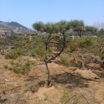 造型油松
