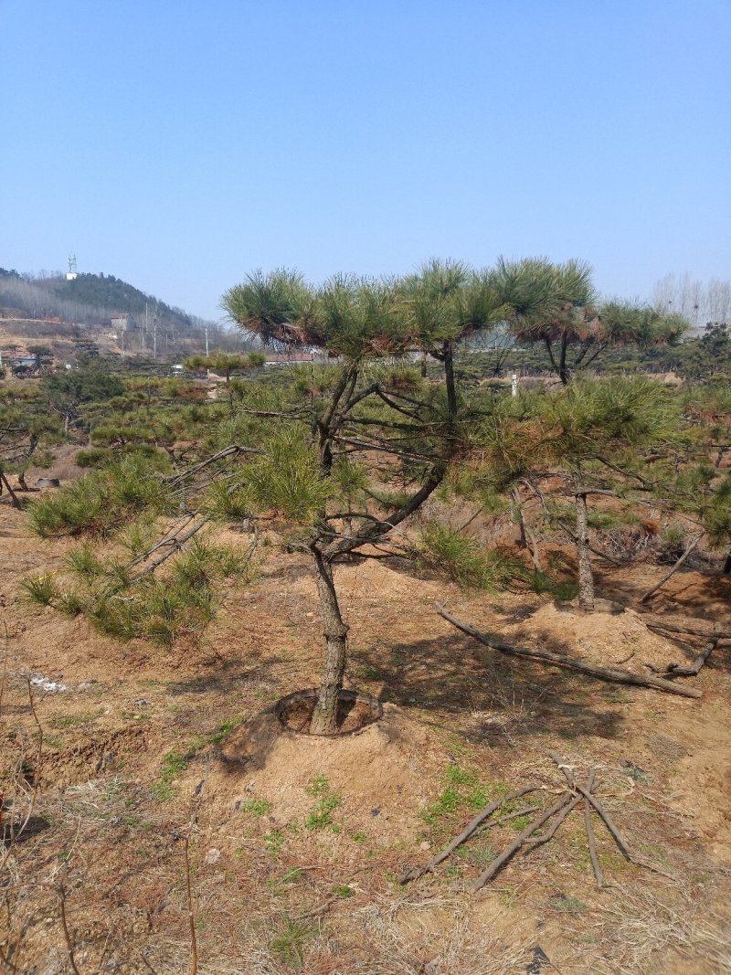 造型油松