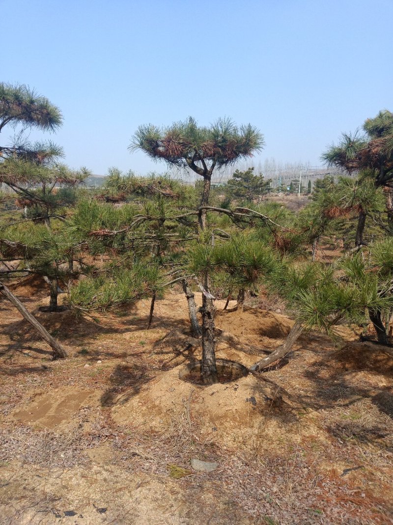 造型油松