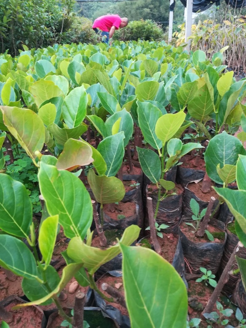 榴莲树苗南北方种植猫山王金枕头嫁接泰国榴莲苗当年结果包邮