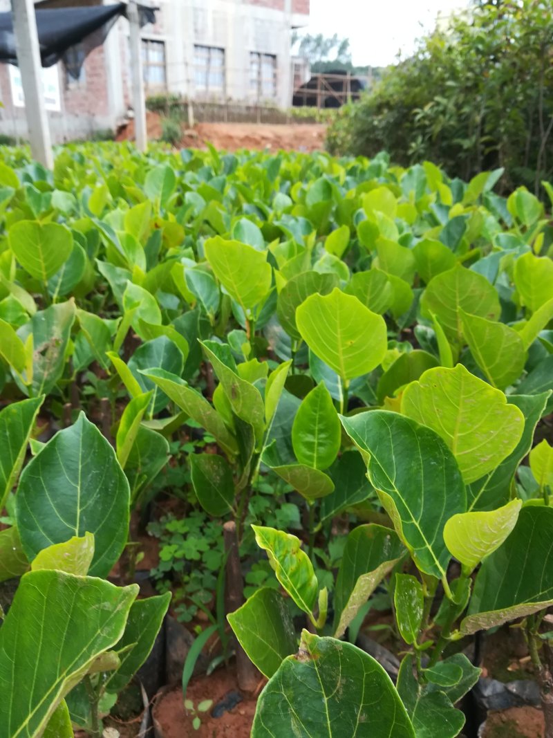 榴莲树苗南北方种植猫山王金枕头嫁接泰国榴莲苗当年结果包邮