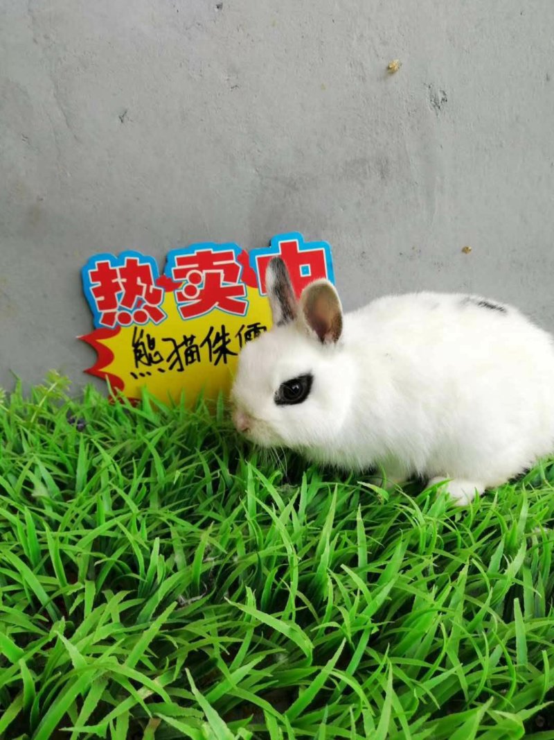 家养比利时兔伊拉兔长毛兔包技术包回收
