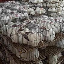 家养比利时兔伊拉兔长毛兔包技术包回收