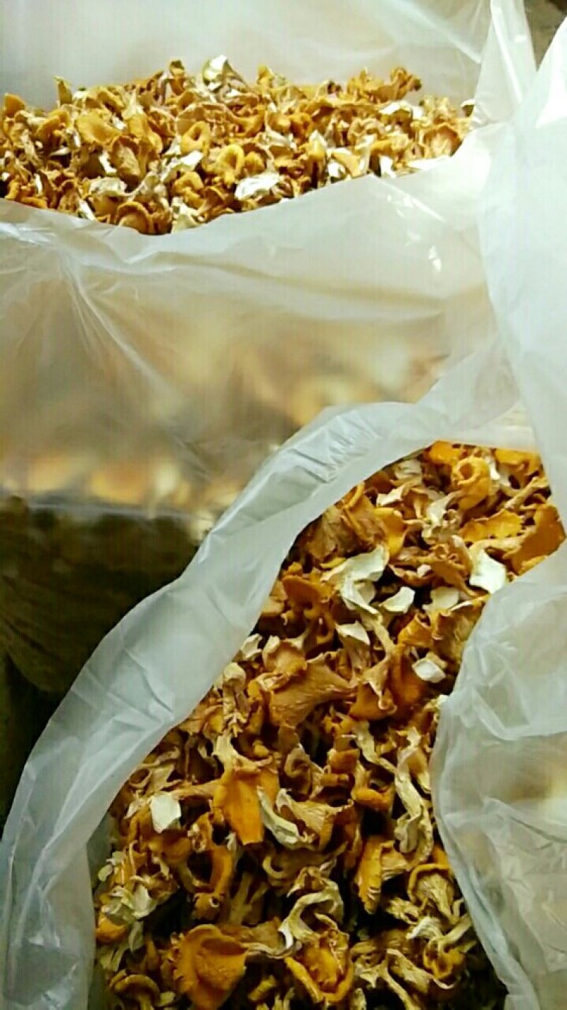 食用菌，鸡油黄，干菌