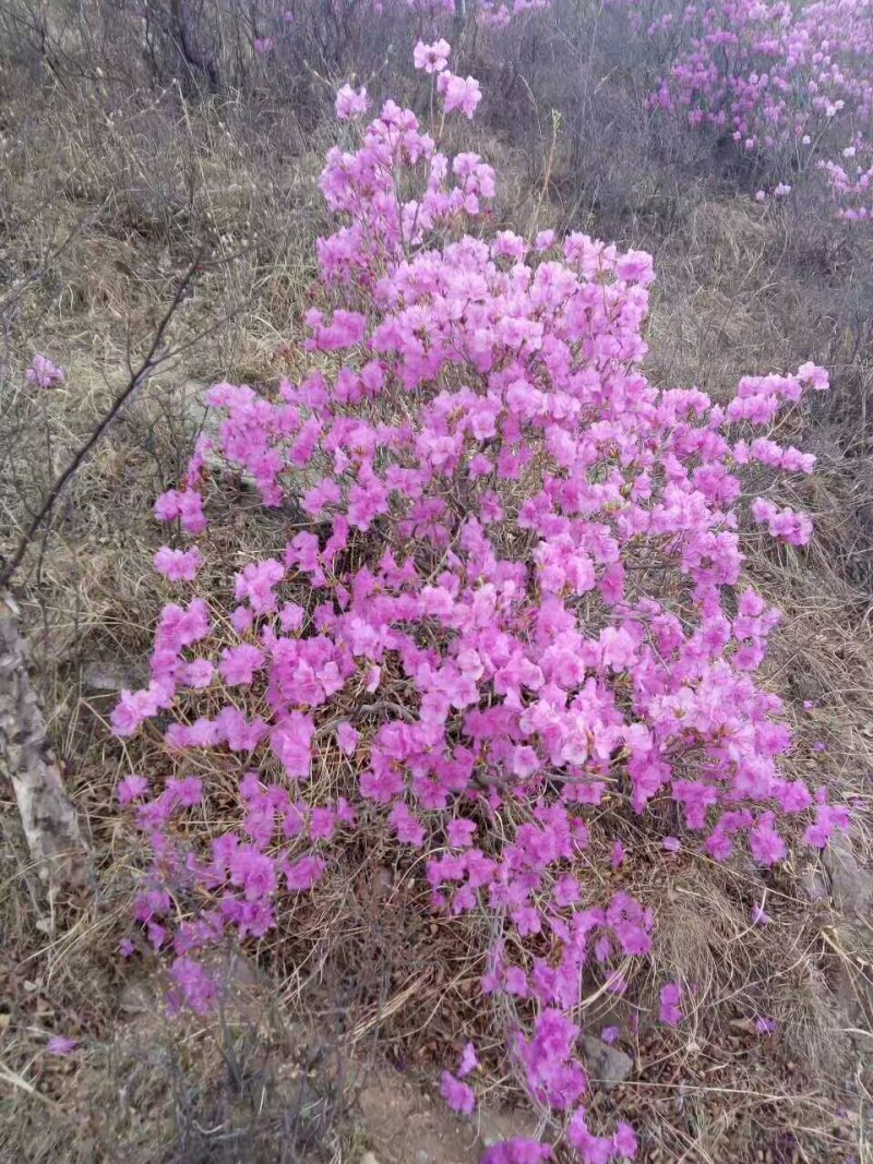 速生白蜡优质苗，原生苗，量大从优，各种规格齐全