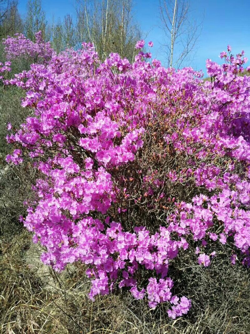 速生白蜡优质苗，原生苗，量大从优，各种规格齐全