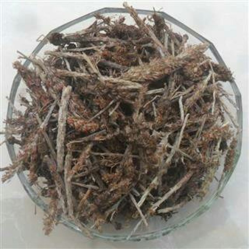 瓦松，常年批发供应中药材，瓦松