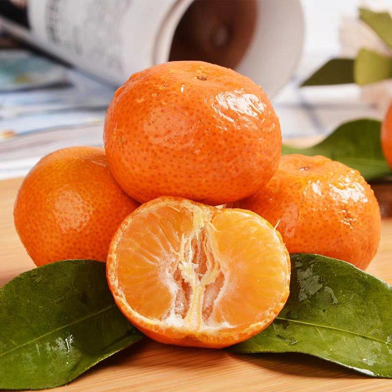 砂糖橘橘子苗金桔苗2年生橘子树苗批发