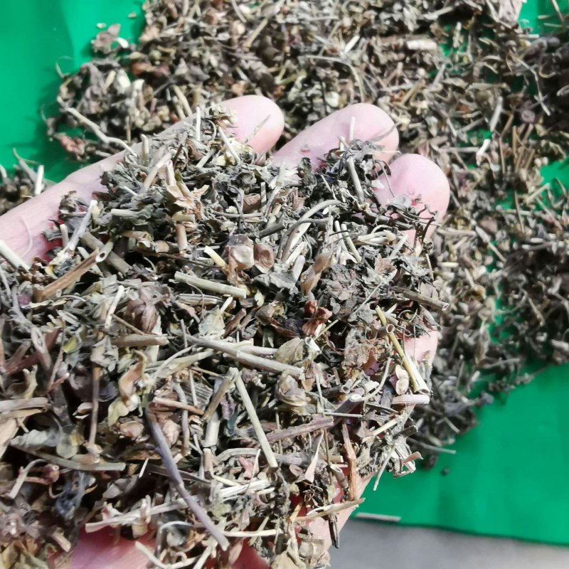 仙桃草，常年批发供应冷背中草药，仙桃草
