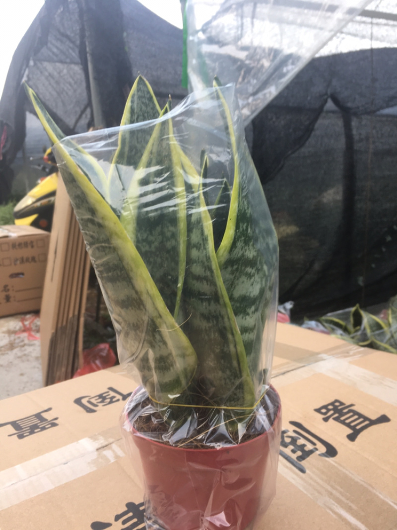 多肉，虎皮兰，组合盆栽