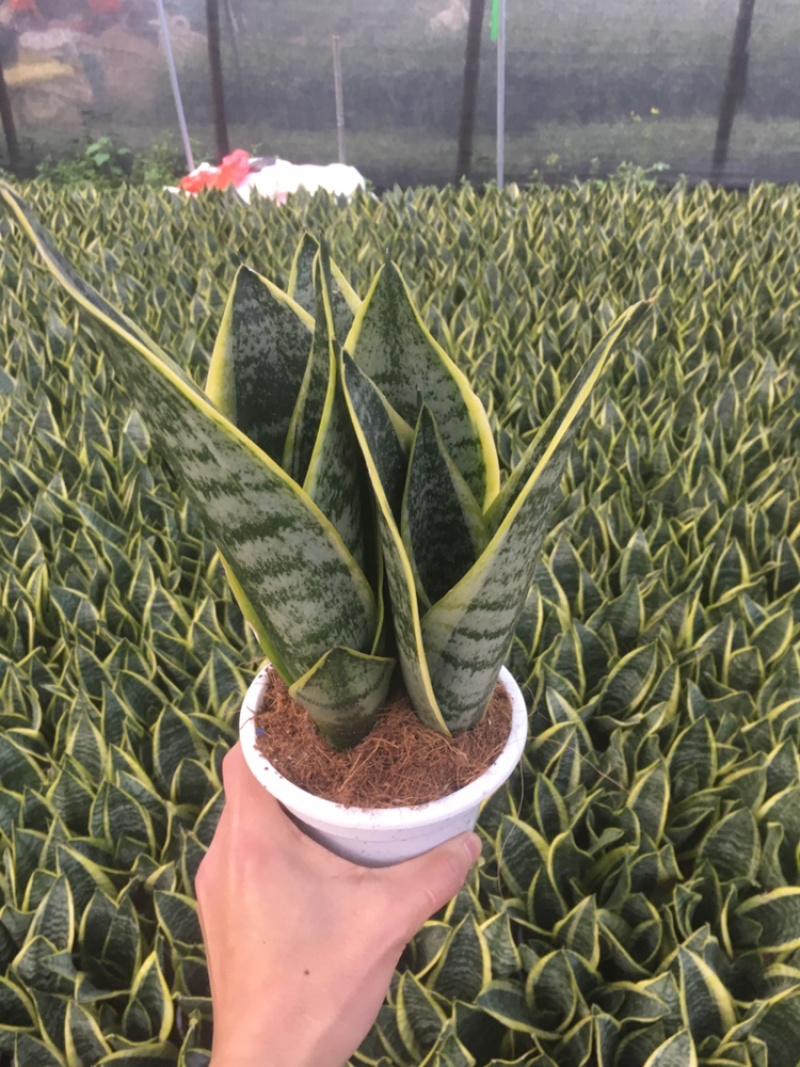 多肉，虎皮兰，组合盆栽