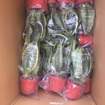 多肉，虎皮兰，组合盆栽