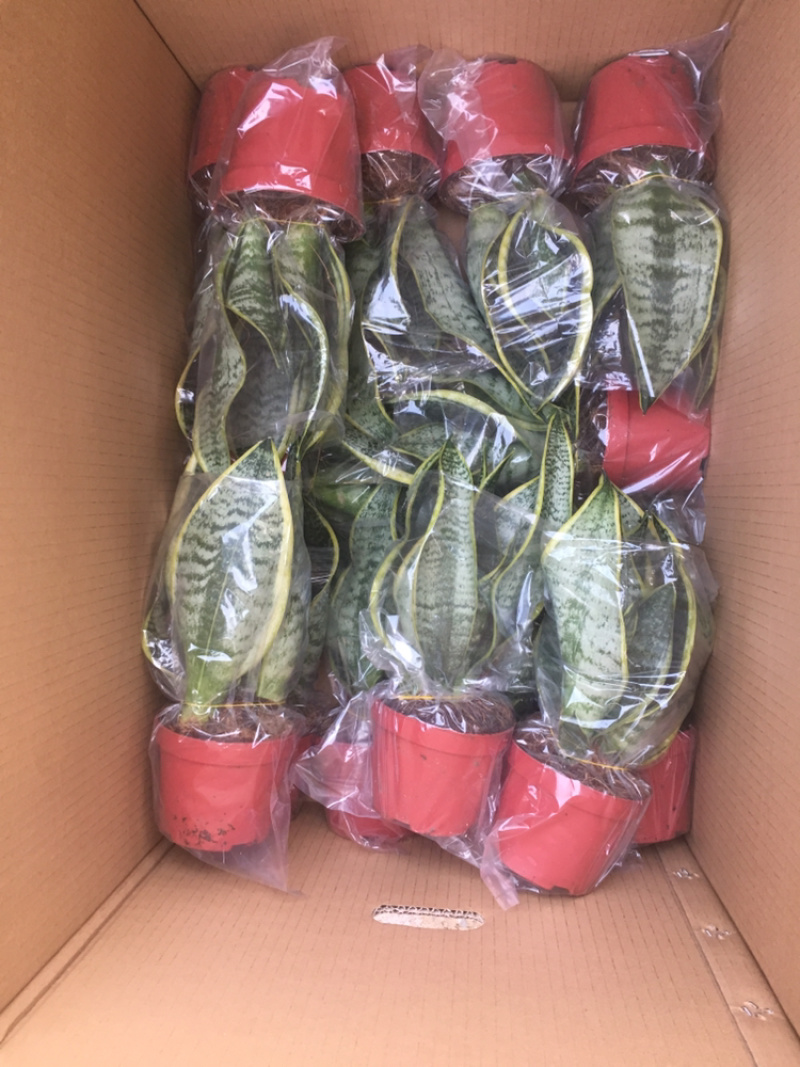 多肉，虎皮兰，组合盆栽