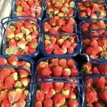 周集乡草莓基地出售天仙醉贵妃等奶油草莓