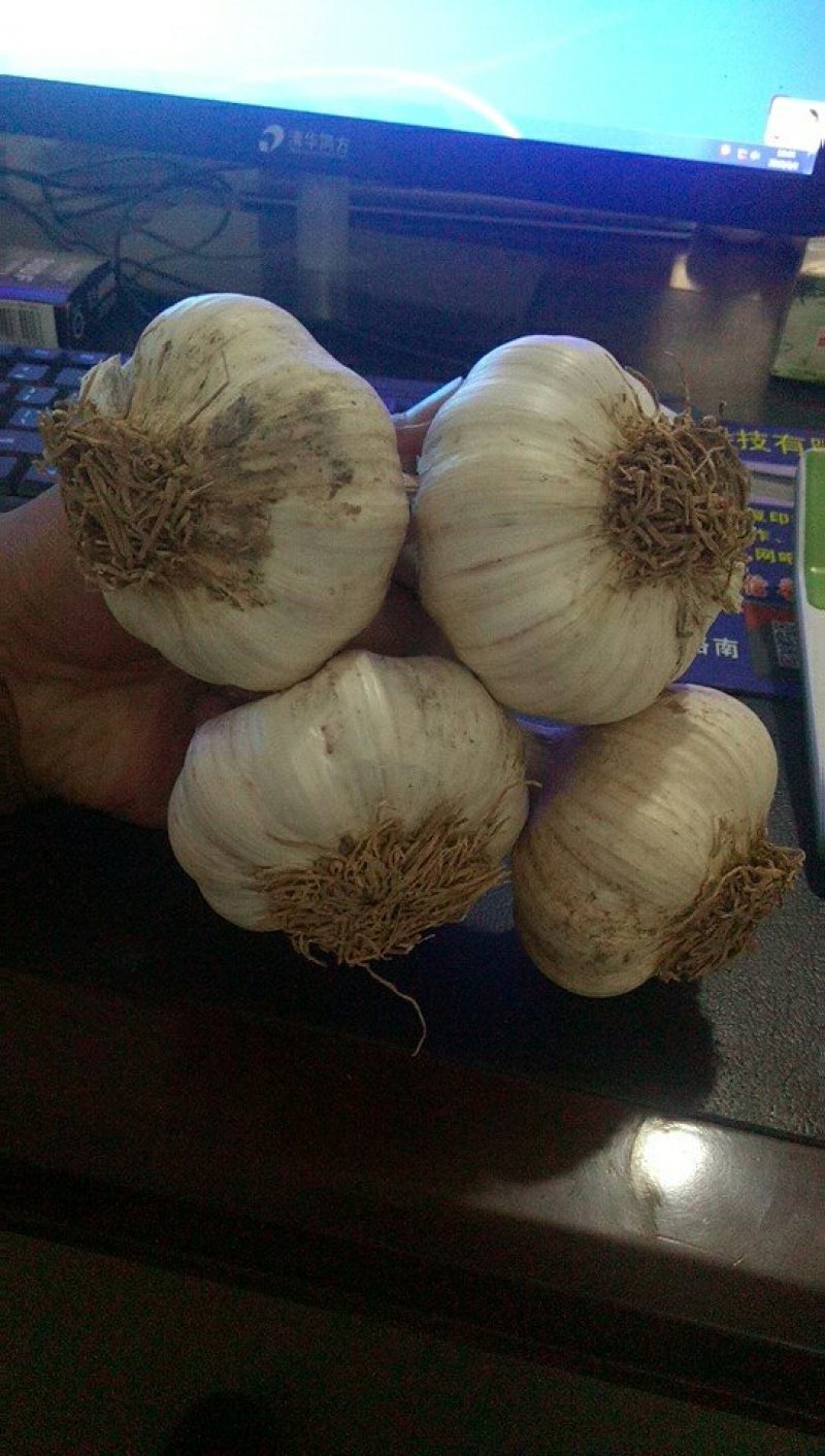 大蒜，红皮大蒜种子批发