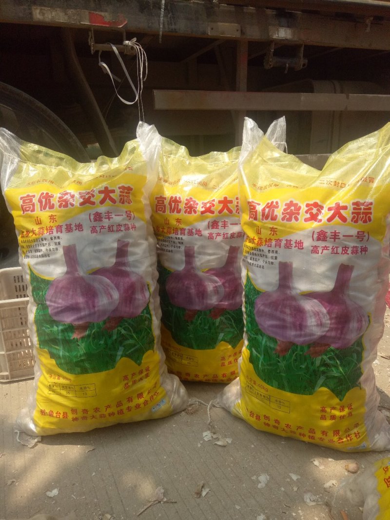 大蒜，红皮大蒜种子批发