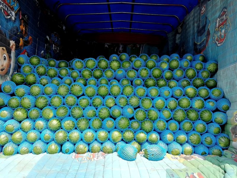 山东优质早春红玉西瓜3一6斤产地直发货源充足价格便宜