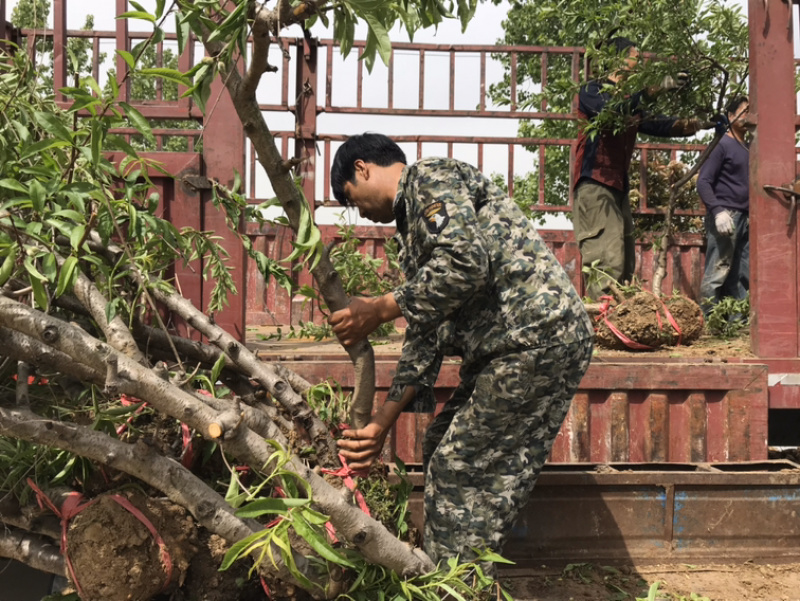 金霞早油盘桃苗地径0.8cm以上高度100cm嫁接成品苗