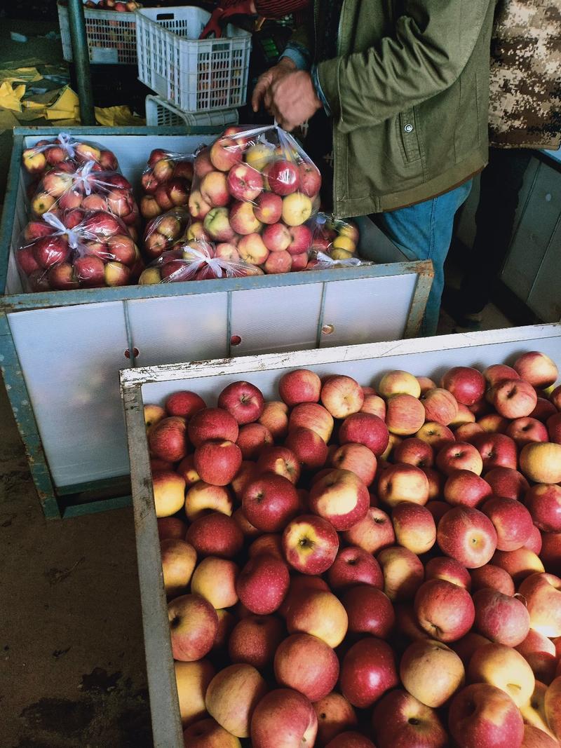辽南鸡冠苹果，果园现摘，产地直供，保质保量
