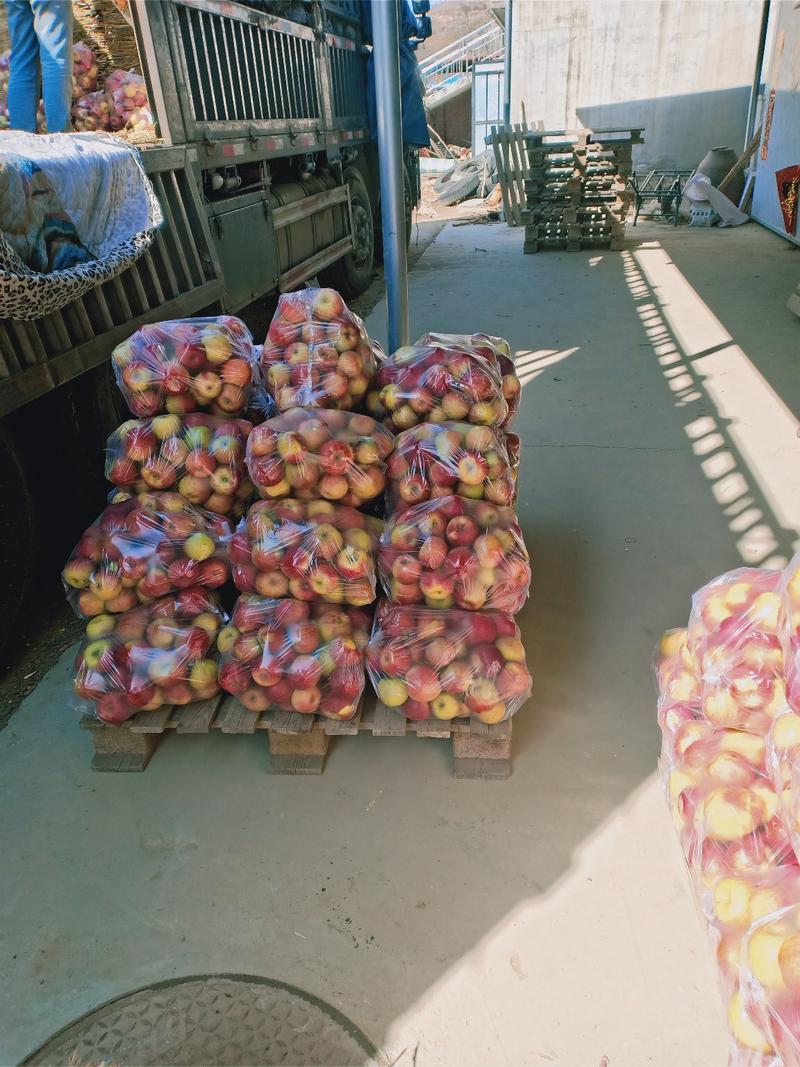辽南鸡冠苹果，果园现摘，产地直供，保质保量