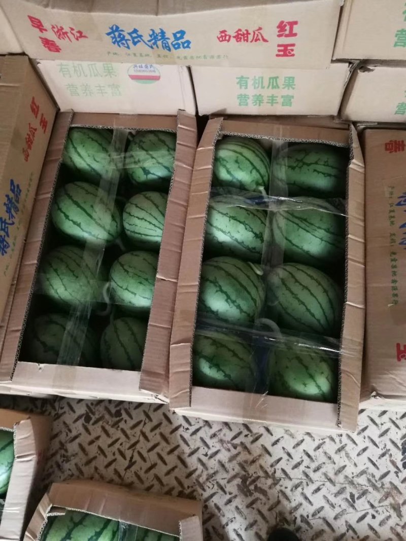 山东优质早春红玉西瓜3一6斤产地直发货源充足价格便宜
