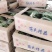 山东优质早春红玉西瓜3一6斤产地直发货源充足价格便宜