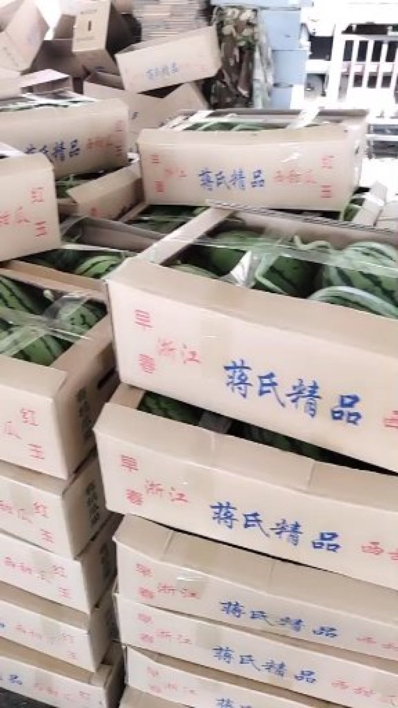 山东优质早春红玉西瓜3一6斤产地直发货源充足价格便宜