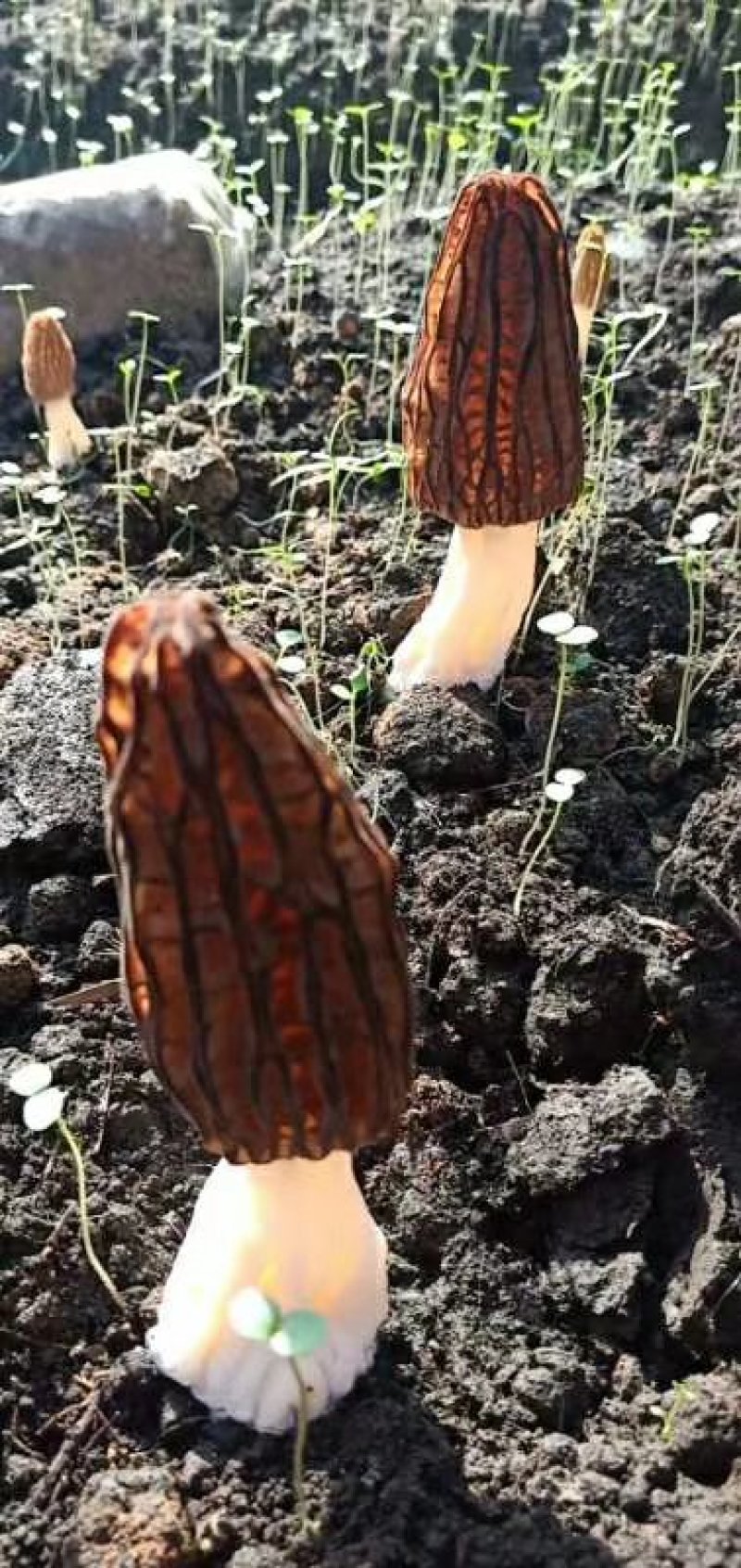 鲜羊肚菌一级品