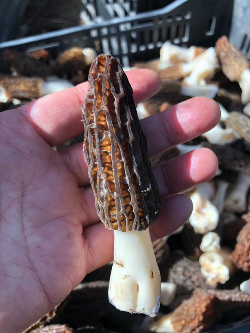 鲜羊肚菌一级品