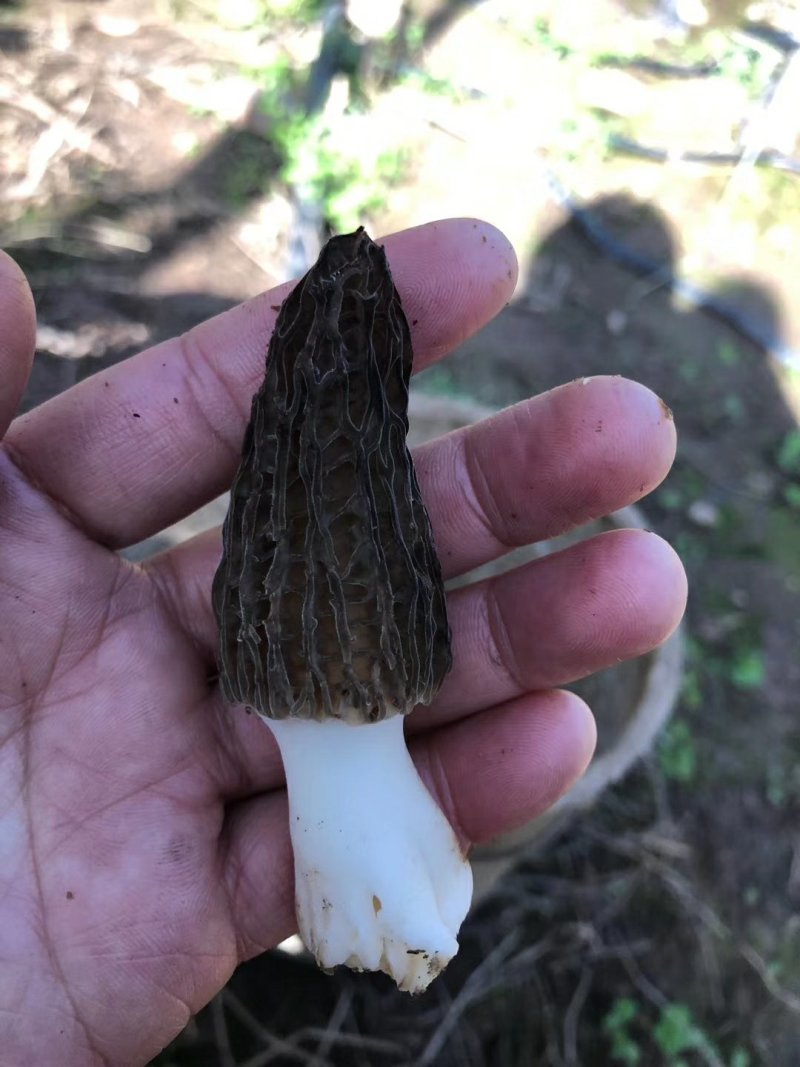 鲜羊肚菌一级品