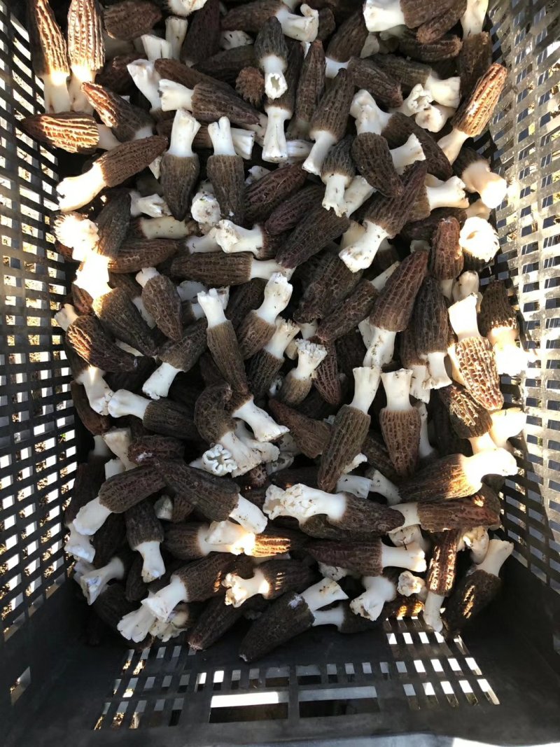 鲜羊肚菌一级品